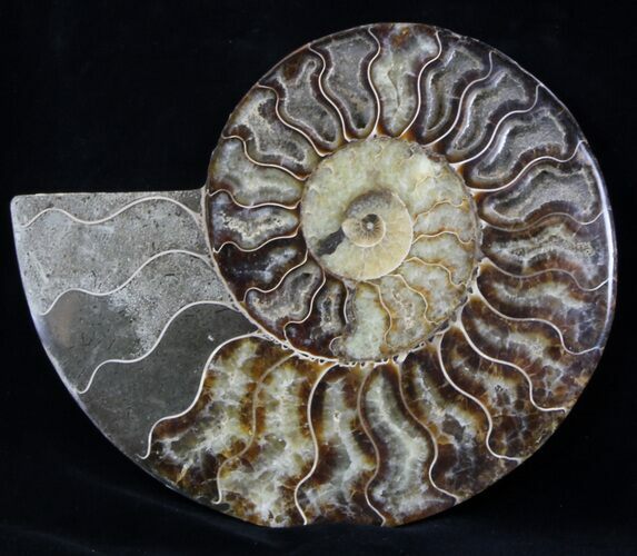 Cut Ammonite Fossil (Half) - Agatized #37138